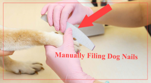 5 Perfect Ways To Cut Your Dog's Nails Without Using Nails Clippers