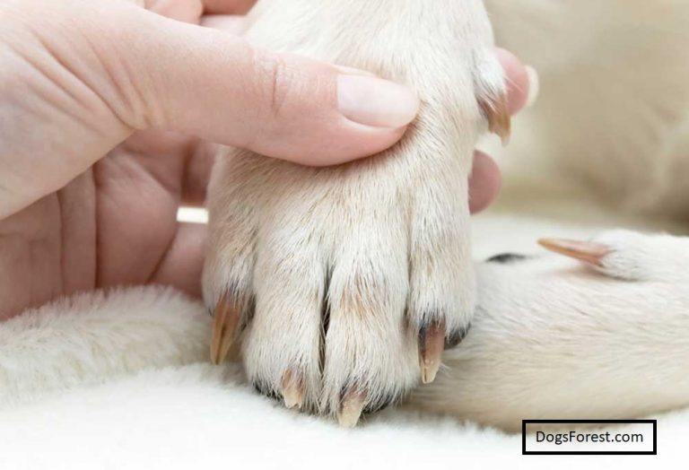What Causes Brittle Dog Nails? [8 Reasons]