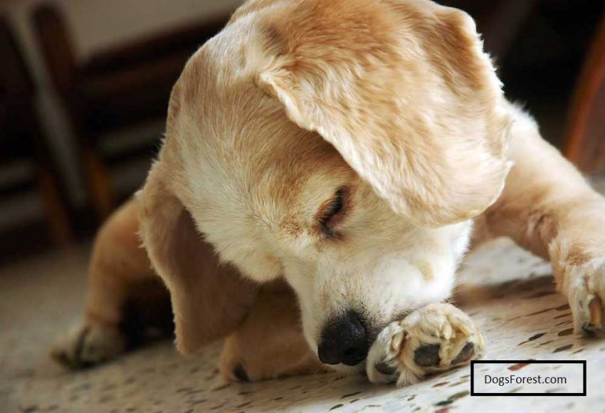 5 Reasons Why Dog Chew Their Nails [Answered]