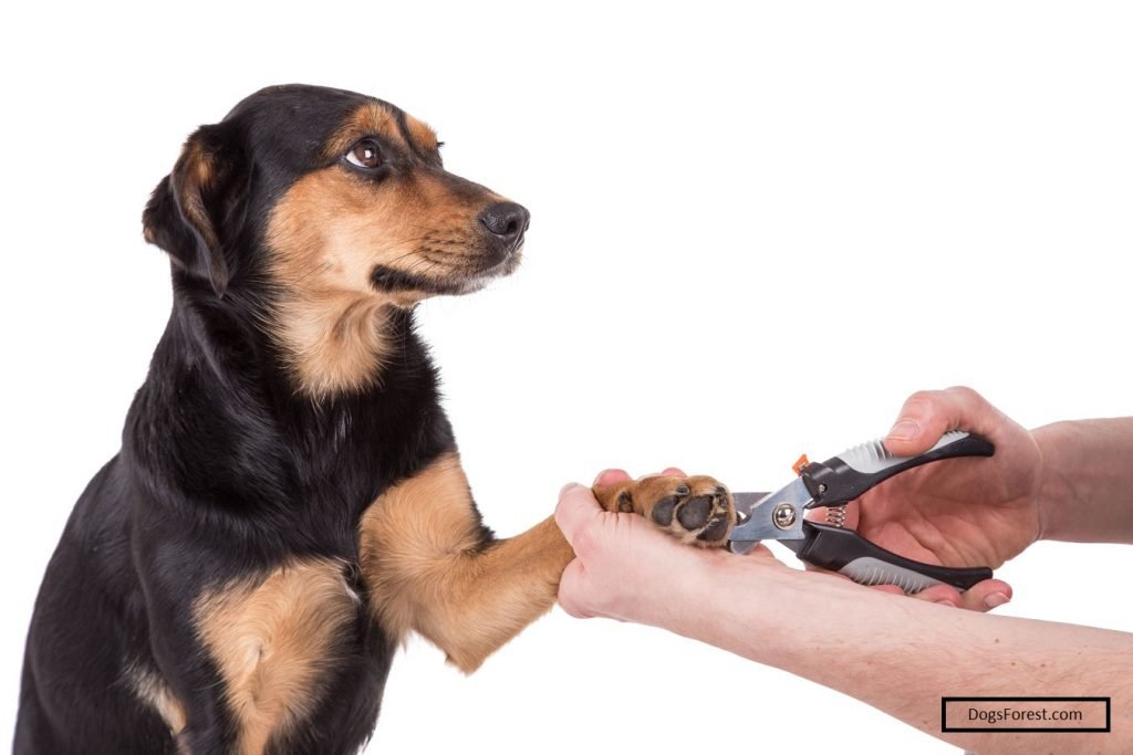 Why Dogs Refuse To Get Their Nails Cut [4 Reasons]
