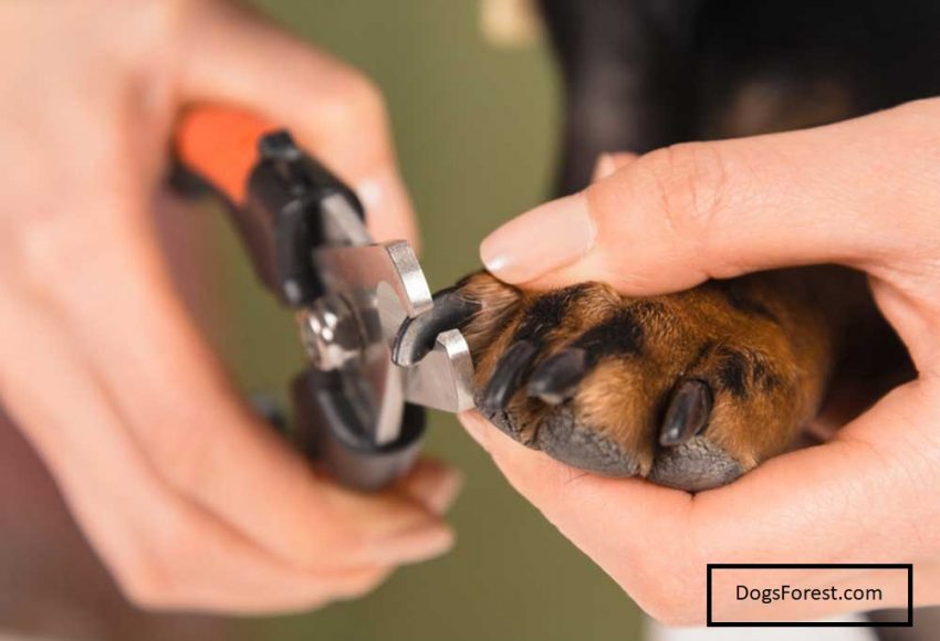 What Causes Brittle Dog Nails? [8 Reasons]