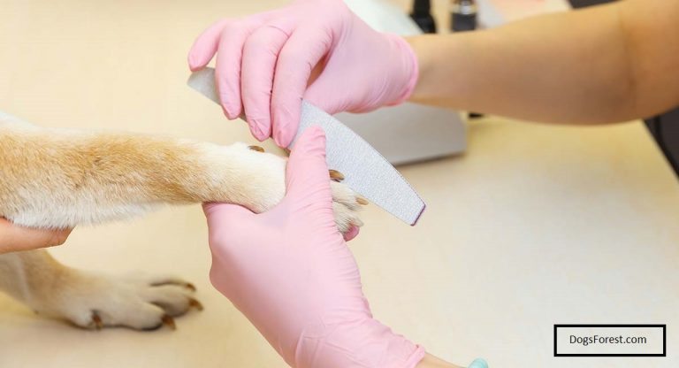 Dog's Nail Filing