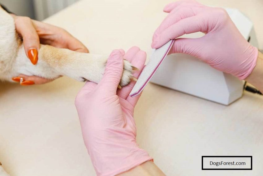 How To File Dog Nails [ 7 Easy Steps]