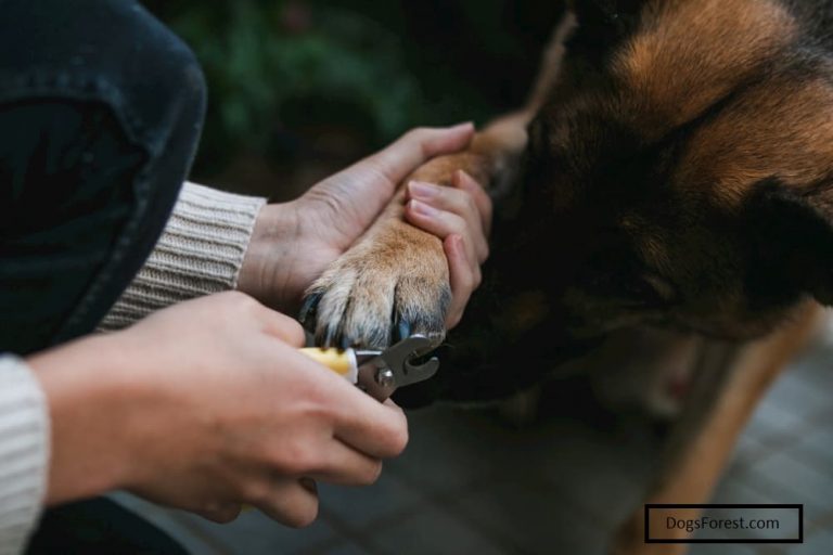 How To Cut Dog Nails At Home [Quick Guide]