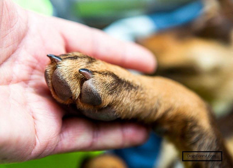 Dogs Paw