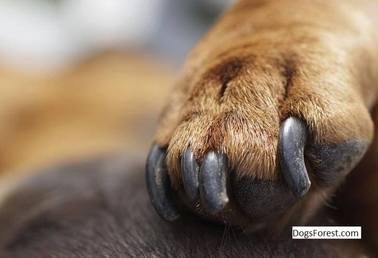 Dog Nail