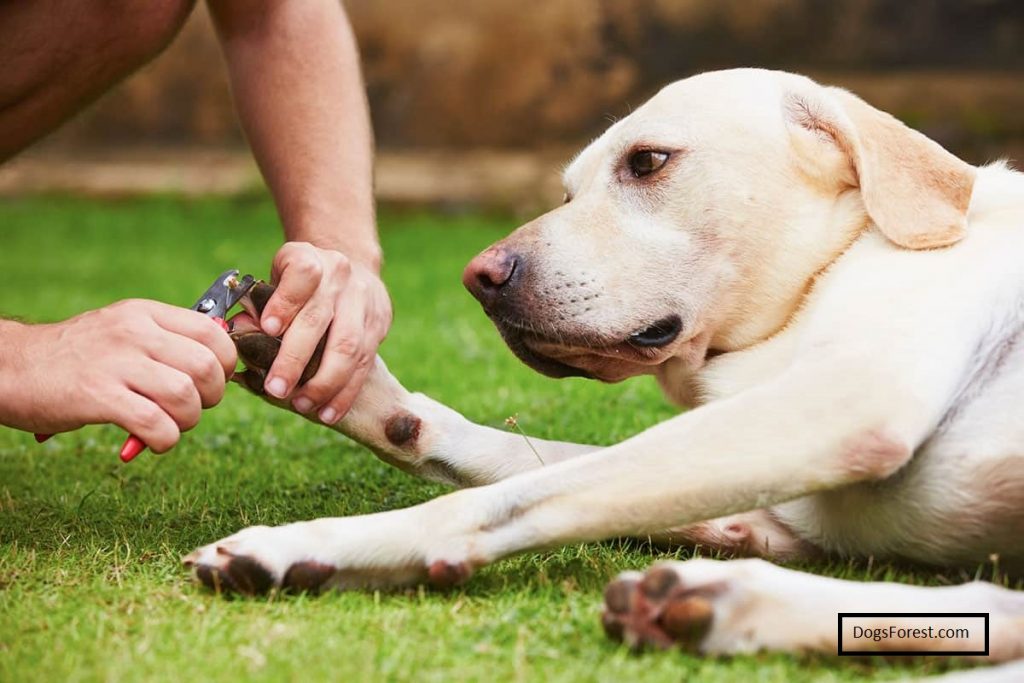 How To Clip Dog Nails At Home Guide]