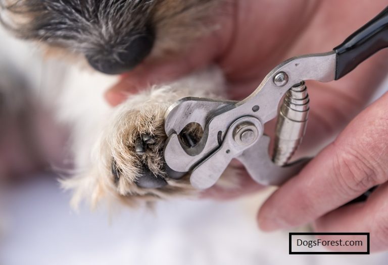 How To Clip Dog Nails At Home [Complete Guide]