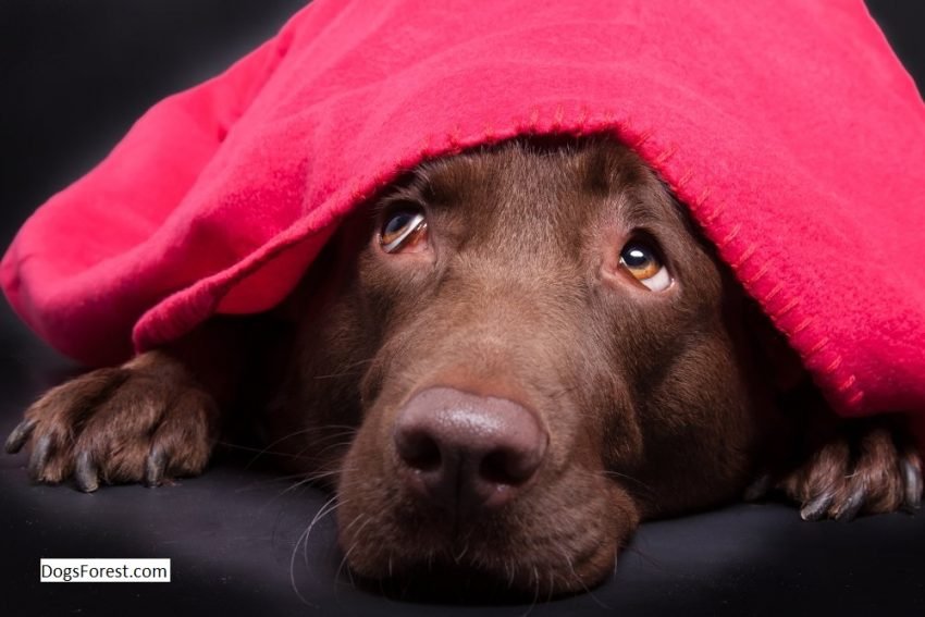 My Dog Wont Let Me Cut His Nails What Can I Do? [Answered]