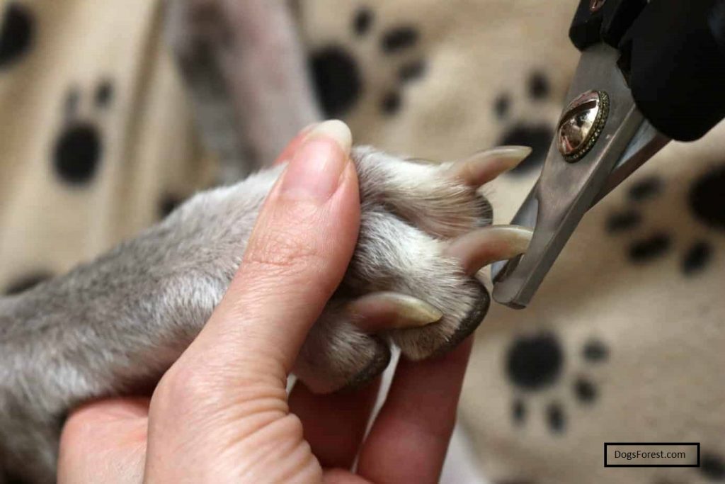How To Trim Dog Nails With Clippers Safely? Guide]