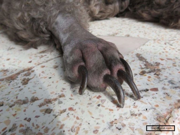 Overgrown Dog Nail
