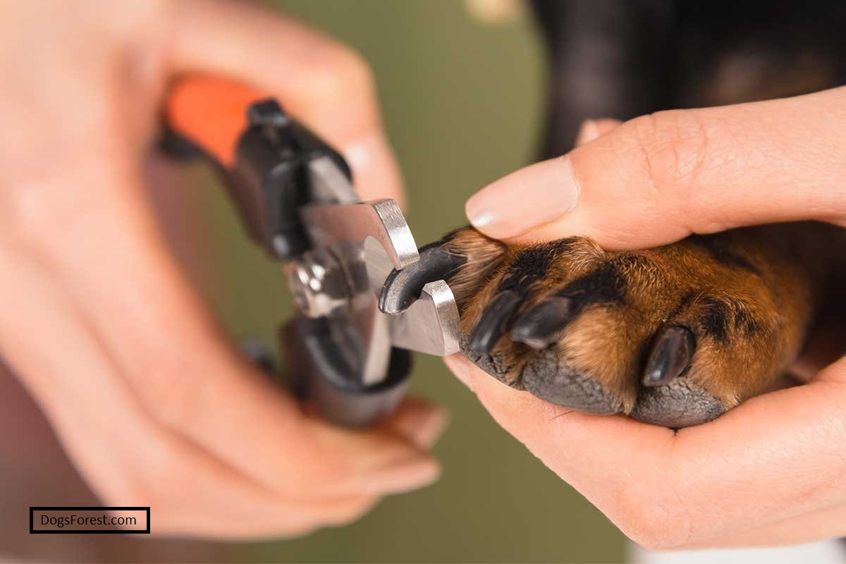 How To Find The Quick On Black Dog Nails? [Answered]