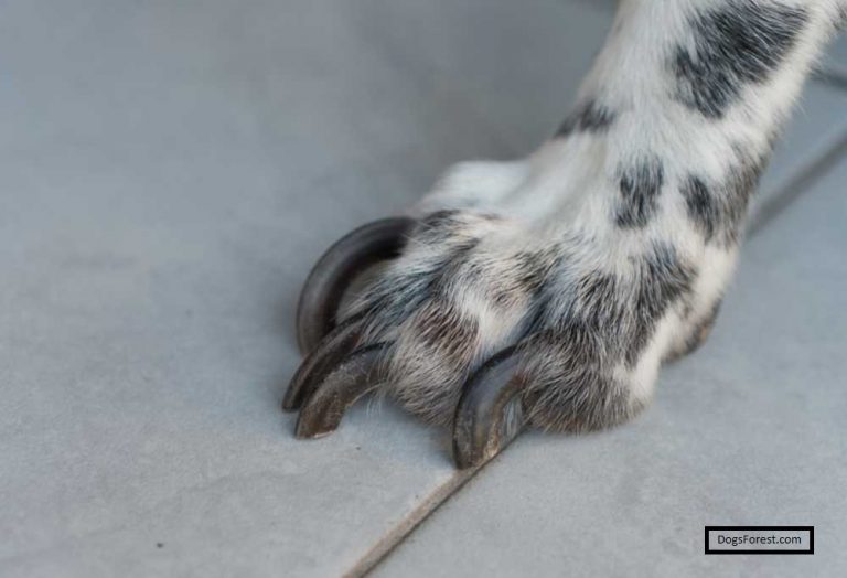 Overgrown Dog Nails Problems [Quick Facts]