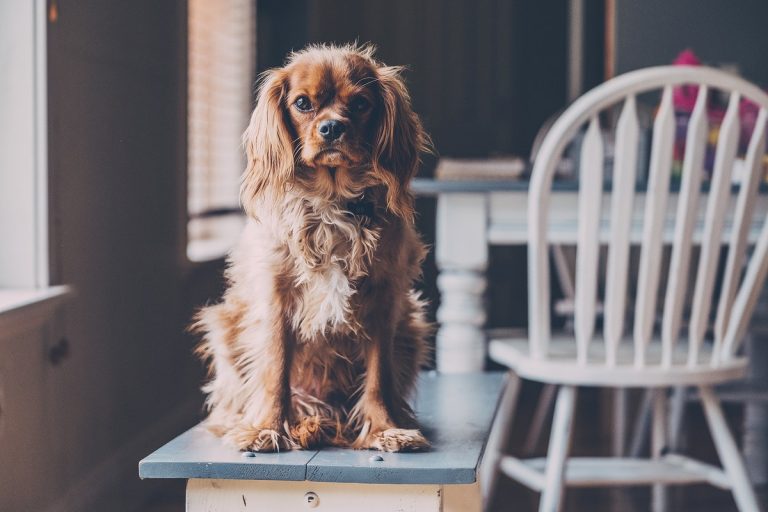 Cocker Spaniel
