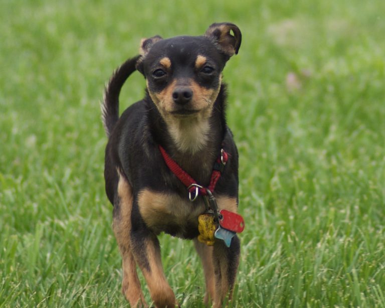 Manchester Terrier