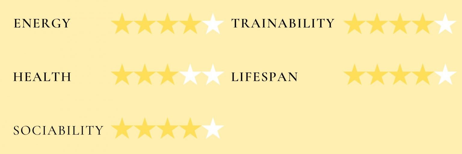 Chow Chow Growth Chart (Weight Chart & Size Chart)