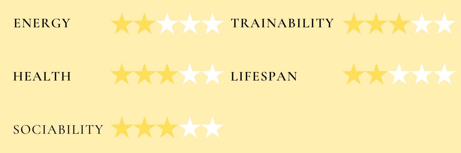 Dogue de Bordeaux Growth Chart (Weight Chart & Size Chart)