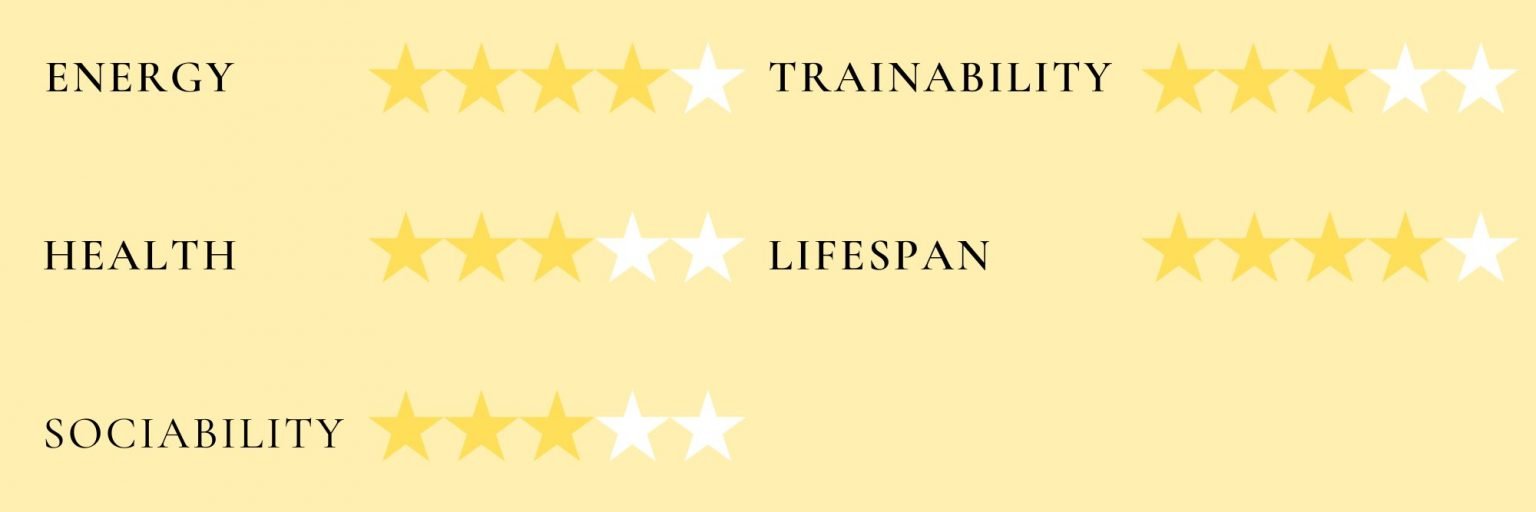 Giant Schnauzer Growth Chart (Weight Chart & Size Chart)