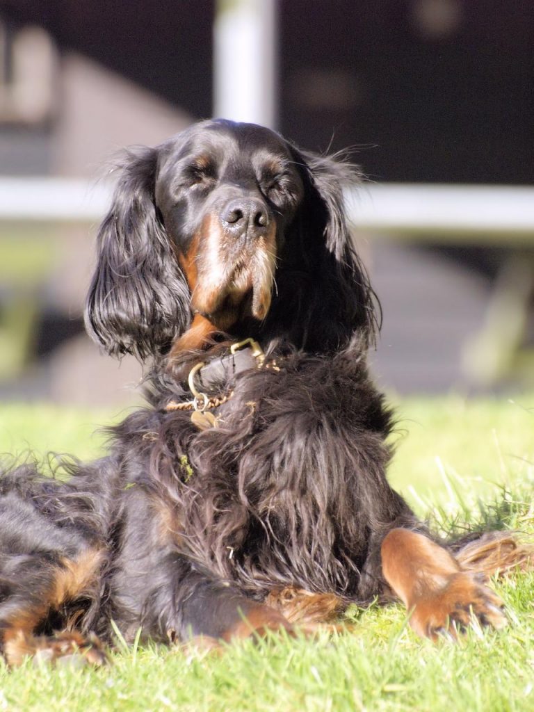 dog 3869172 1280