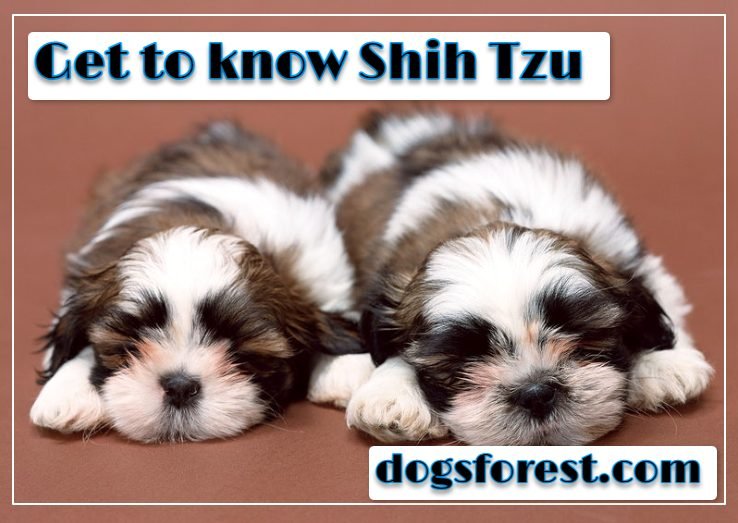 Shih Tzu Growth Chart Weight Chart Size Chart 